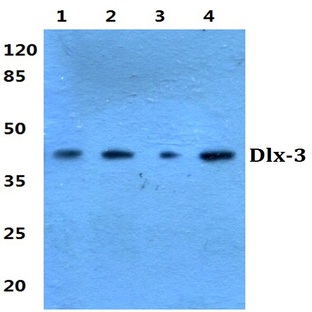 Dlx-3 (D107) pAb