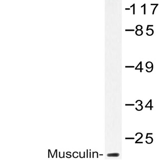 Musculin (R167) pAb