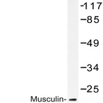 Musculin (R167) pAb