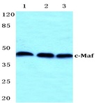 c-Maf (R336) pAb