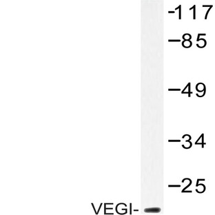 VEGI (F141) pAb