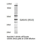 GAS41 (R32) pAb