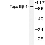 Topo III(beta)-1 (Q84) pAb