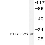 PTTG1/2/3 (L149) pAb