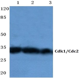 Cdk1/Cdc2 (N133) pAb