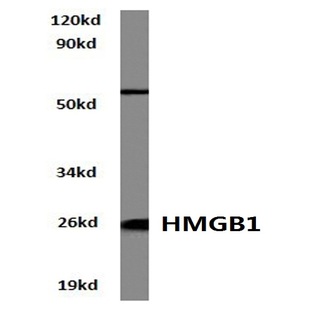 HMGB1 (A164) pAb