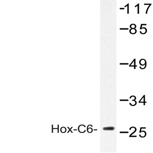 Hox-C6 (G220) pAb