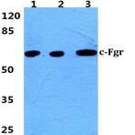 c-Fgr (D83) pAb