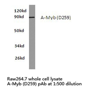 a-Myb (D259) pAb