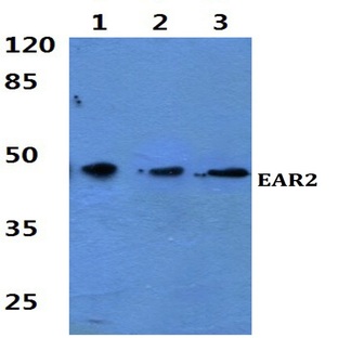 EAR2 (S40) pAb