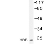 HRF (K100) pAb