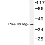 PKA II(alpha) reg (P68) pAb