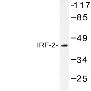 IRF-2 (K129) pAb