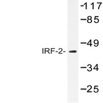 IRF-2 (K129) pAb