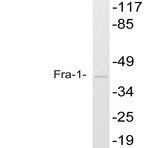 Fra-1 (D134) pAb