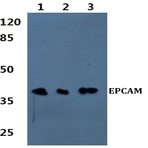 EPCAM (H150) pAb