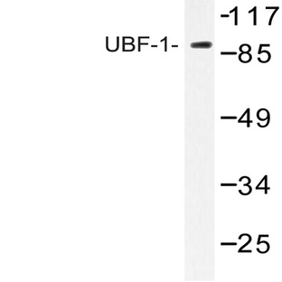 UBF-1 (E536) pAb