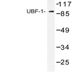 UBF-1 (E536) pAb