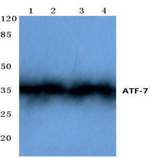 ATF-7 (F74) pAb