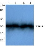 ATF-7 (F74) pAb