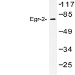 Egr-1/2 (R409) pAb