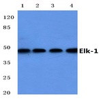 Elk-1 (E33) pAb