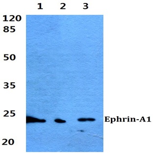 Ephrin-A1 (K98) pAb