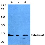 Ephrin-A1 (K98) pAb