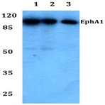 EphA1 (F568) pAb