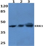 ERK 1 (R189) pAb