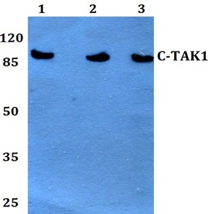 c-TAK1 (P8) pAb