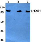 c-TAK1 (P8) pAb