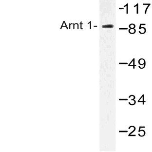 HIF-1(beta) (Q66) pAb