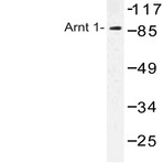 HIF-1(beta) (Q66) pAb