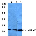 Cyclophilin F (Y121) pAb