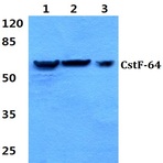 CstF-64 (R46) pAb