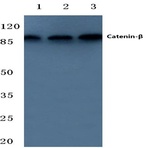 Catenin-(beta) (F660) pAb