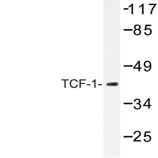 TCF-1 (F26) pAb