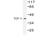 TCF-1 (F26) pAb