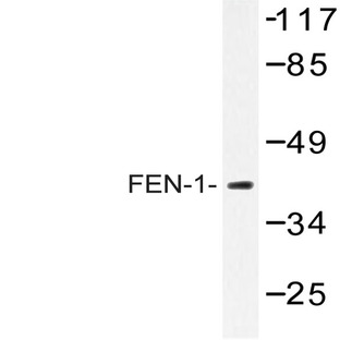 FEN1 (A119) pAb