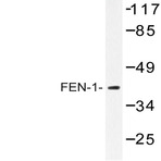 FEN1 (A119) pAb