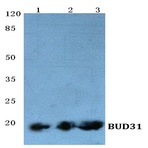 BUD31 (E24) pAb