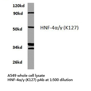 HNF4(alpha)/(gamma) (K127) pAb