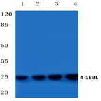 4-1BBL (R69) pAb