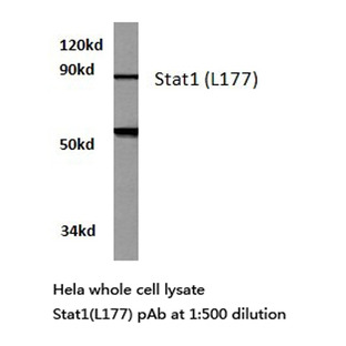 Stat1 (L177) pAb