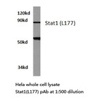 Stat1 (L177) pAb