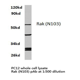 Rak (N103) pAb