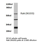 Rak (N103) pAb