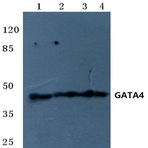 GATA4 (R306) pAb