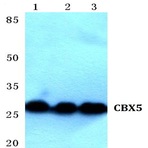 CBX5 (K69) pAb